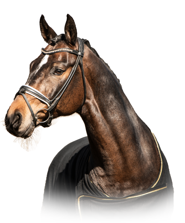 wes_horse wes_for_horses